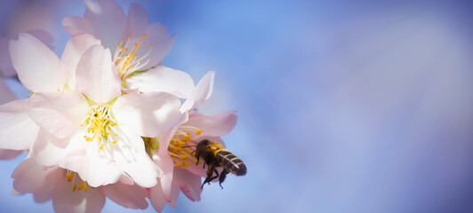 close up of an almond flower with bee