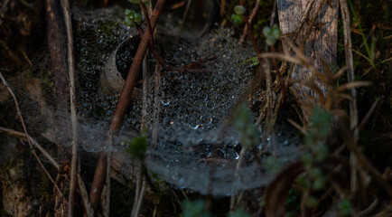 Morning Mist Spider Web