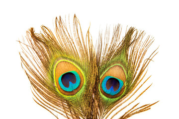 Fototapeta premium Peacock feathers