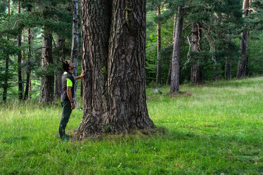 Man observing the greatness of a pine tree into the Lillo pine forest in the Ria&radic;&plusmn;o Mountain Regional park, Spain.