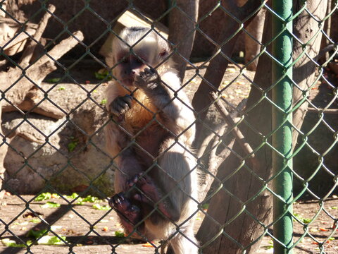 zooo