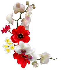 Fototapeta na wymiar Tropical flower. Orchids. Phalaenopsis. The buds. Petals. White background. Isolated. Pink. Plumeria. Frangipani. Red. Yellow.