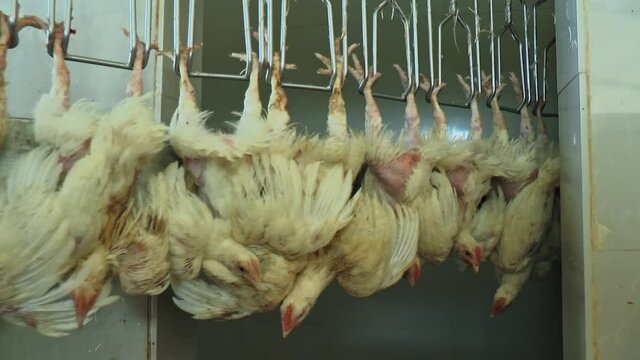 Chicken meat processing factory in South America