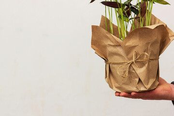 A man holds in his hand a pot with a flower against the background of the wall. Eco-friendly packaging for potted plants