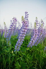 blooming beautiful lupine flowers in summer at sunset