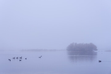 Ducks on a lake in a myst morning in winter