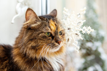 Portrait of a cat, against the background of a window.