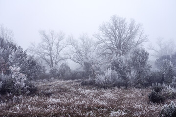 Frozen and mysterious oak forest in a foggy day in winter.