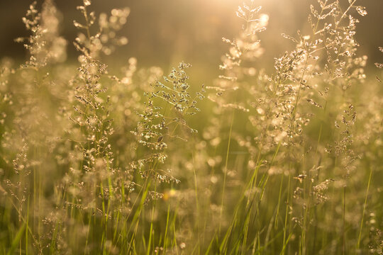 Wild Grass In Bloom In Warm Sunset Light