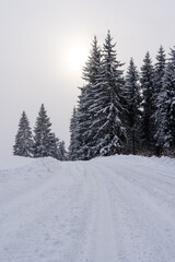 white winter and snowy road in the woods where the trees are snowy white
