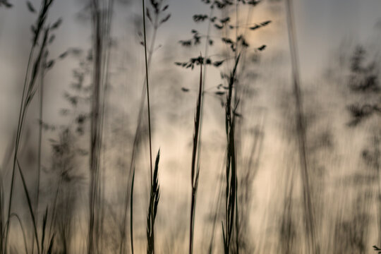 Wild Grass In Bloom In Warm Sunset Light