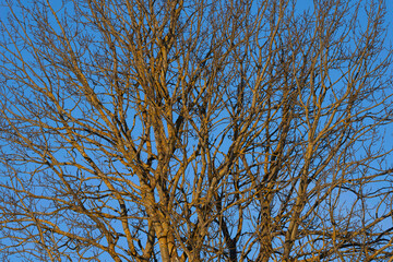 tree branches of aspen against blue sky in winter