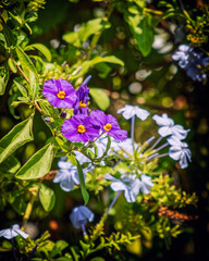 mauve and yellow wildflowers and light blue jasmine closeup in the meadows
