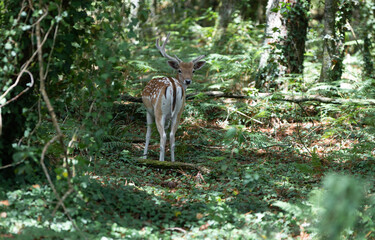 A deer stares at the camera, he is surrounded by nature.
Galicia, Spain