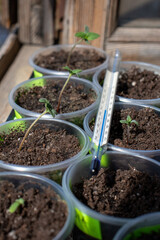 Hemp shoots on the windowsill with a thermometer photo 5