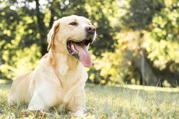 Smiling labrador dog in the city park portrait. Smiling and looking up, looking away