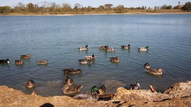 Canards sur lac