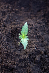 Planted in the primed hemp sprout varieties ak 49 photos 1