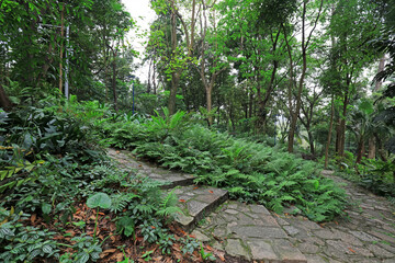 Obraz premium Fern Alsophila spinulosa grows in natural environment, South China
