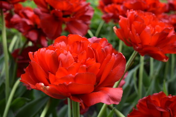 closeup of red flowers in the garden