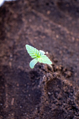 Planted in the ground sprouts of hemp varieties amnesia photo 1