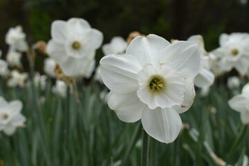 Obraz na płótnie Canvas closeup of white flowers in the garden
