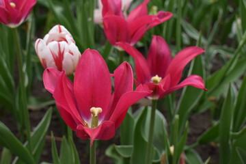 closeup of a red flower