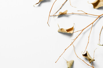 Autumn composition. Consists of dry twigs and leaves on a white background. Top view with place for your text.