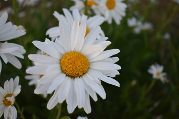 Fototapeta premium closeup of a white daisy in a flower bed
