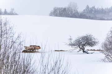 Bulls and cows are in a pasture where it is snowy in winter, she all stands by a pile of food and eats