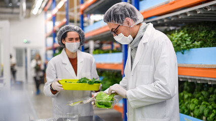 Workers with face mask on aquaponic farm, sustainable business and coronavirus.