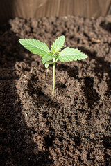 Planted in the ground hemp sprout varieties x treme photo 1
