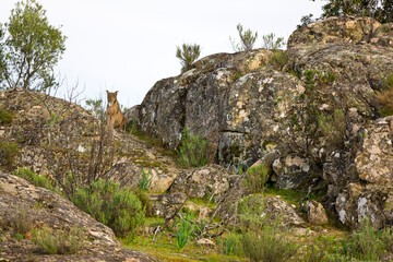 Fototapeta na wymiar LINCE IBÉRICO- IBERIAN LYNX (Lynx pardinus) salvaje fotografiado en el Parque Natural Sierra de Andújar, Jaen, Andalucía, España