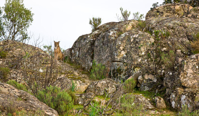 LINCE IBÉRICO (Lynx pardinus) salvaje fotografiado en el Parque Natural Sierra de Andújar, Jaen, Andalucía, España