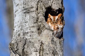 Eastern Screech-Owl Adult Red Morph (Northern) Sleeping in a Tree Hole on Sunny Day in Winter