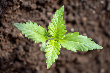 Marijuana varieties ak 49 growing house in pot photo 3