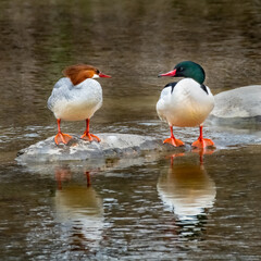 A  pair of Common Merganser (Mergus merganser) ducks having a chitchat on a rock in the middle of a creek.