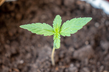 Marijuana varieties amnesia growing at home in pot photo 2