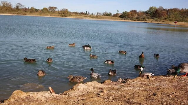 Canards sur lac