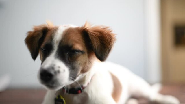 Video of a Jack Russell Terrier Puppy