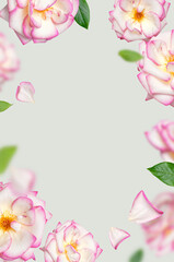 Fototapeta na wymiar Flying white roses with pink edge on gray-green background. Frame of Delicate beautiful garden flowers roses petals green leaves. Creative floral background for the holiday, march 8, valentine's day