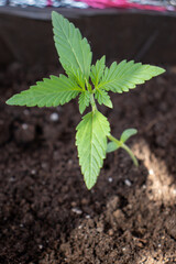 Marijuana varieties big devil growing home in pot photo 3