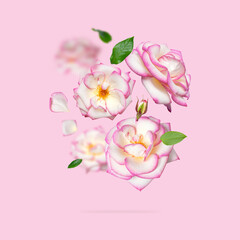 Fototapeta na wymiar Flying white roses with pink edge on pink background. Delicate beautiful garden flowers roses, petals and green leaves. Creative floral background for the holiday, march 8, valentine's day
