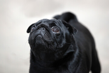 Black Pug