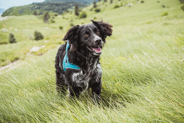 Portrait of a cute black Breton Spaniel looking to camera in the grass. Happy dog concept. Beautiful mountain landscape.
