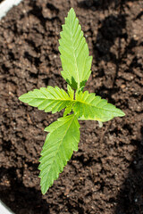 Marijuana varieties low Ryder growing house in pot photo 2