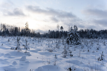 small Christmas tree and sun pines have grown in the forest clearing and are covered with white fluffy snow