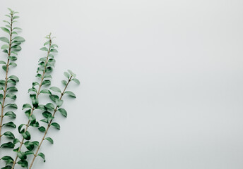 Multiple green leaves on twigs