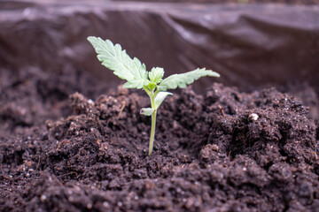 Young hemp varieties ak 49 in pot photo 3