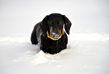 Black and tan dachshund in yellow collar on snow